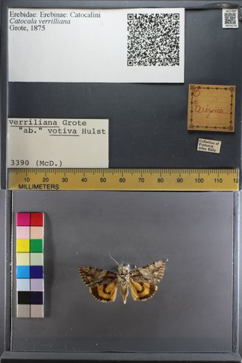Media type: image;   Entomology 750178